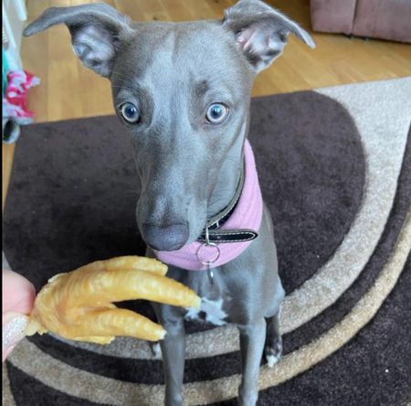 Customer review - happy dog with chew treat