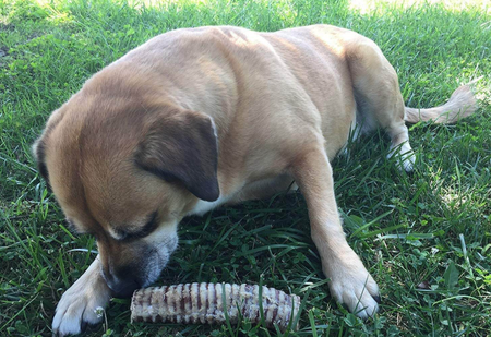 Customer review - large dog with long-lasting chew